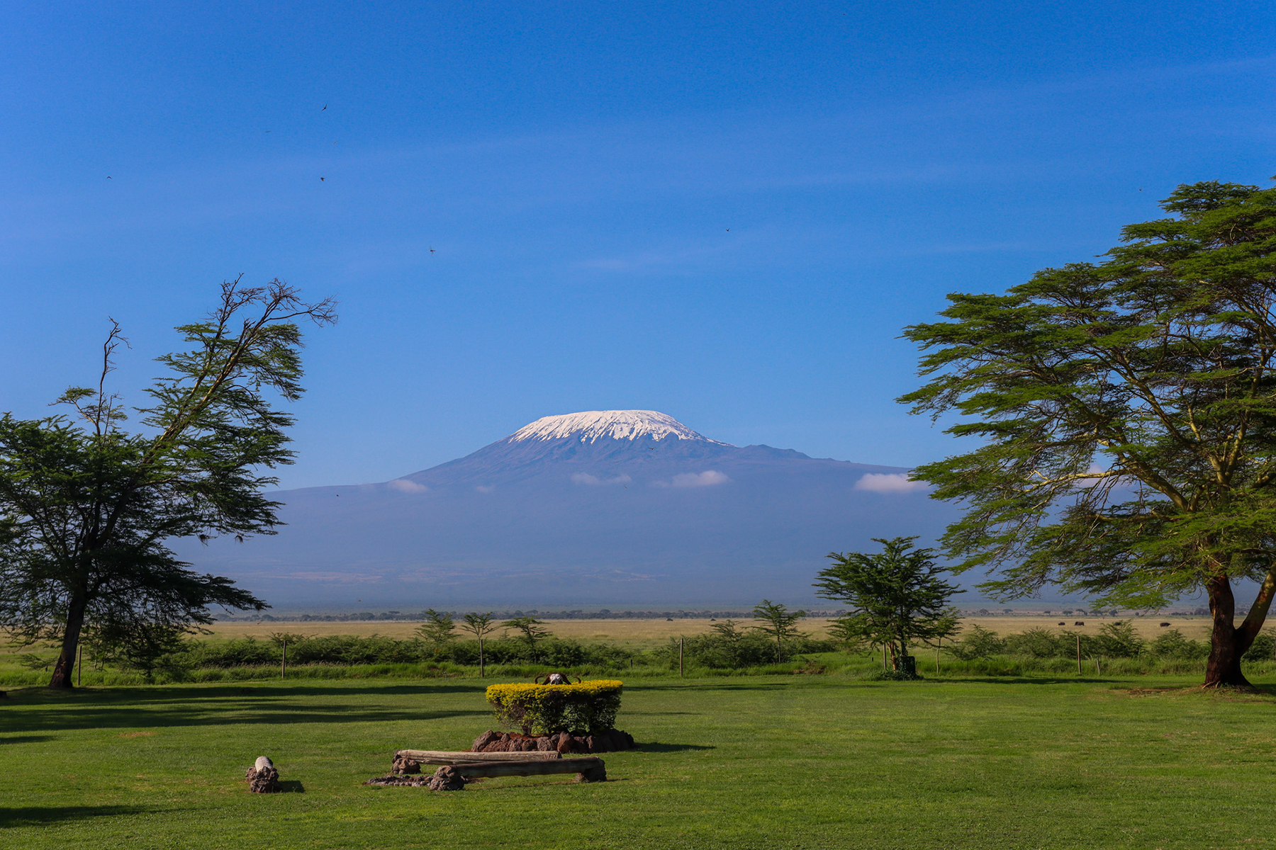 Amboseli planning: elephants and clearer Kilimanjaro views with early morning game drives