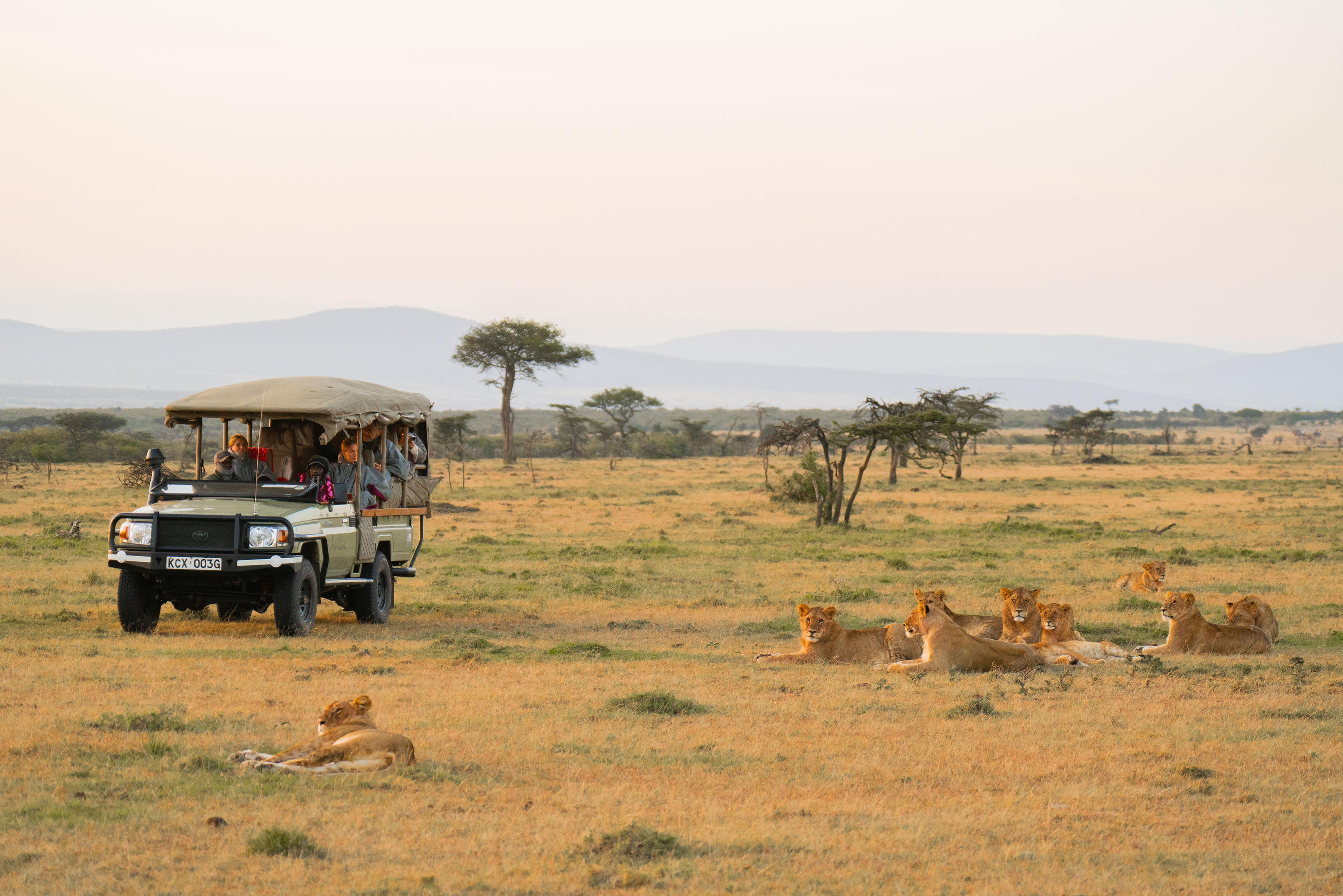 Serengeti plains with acacia and distant wildebeest herds