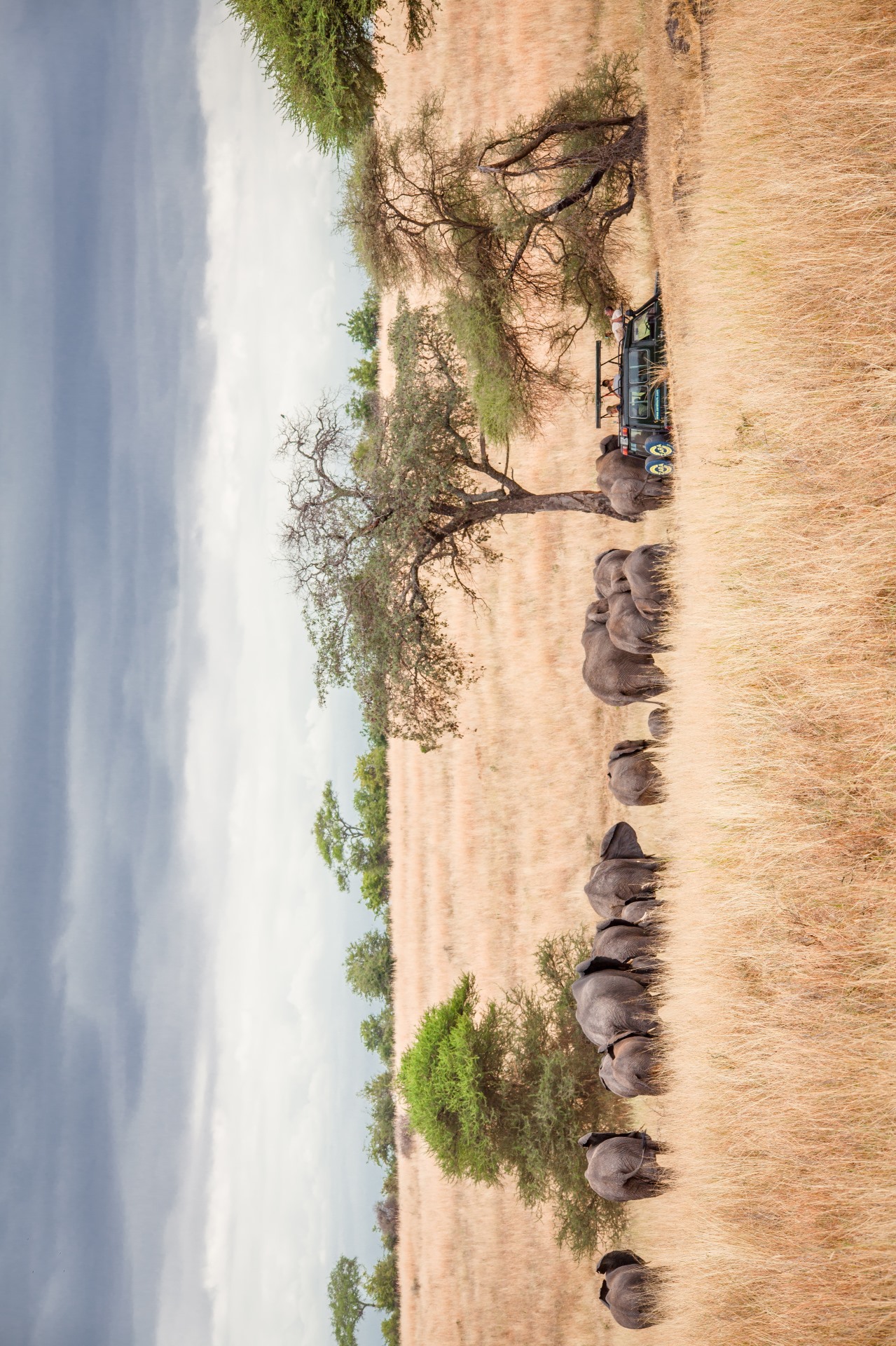 Elephants in Tarangire National Park during a private Tanzania safari