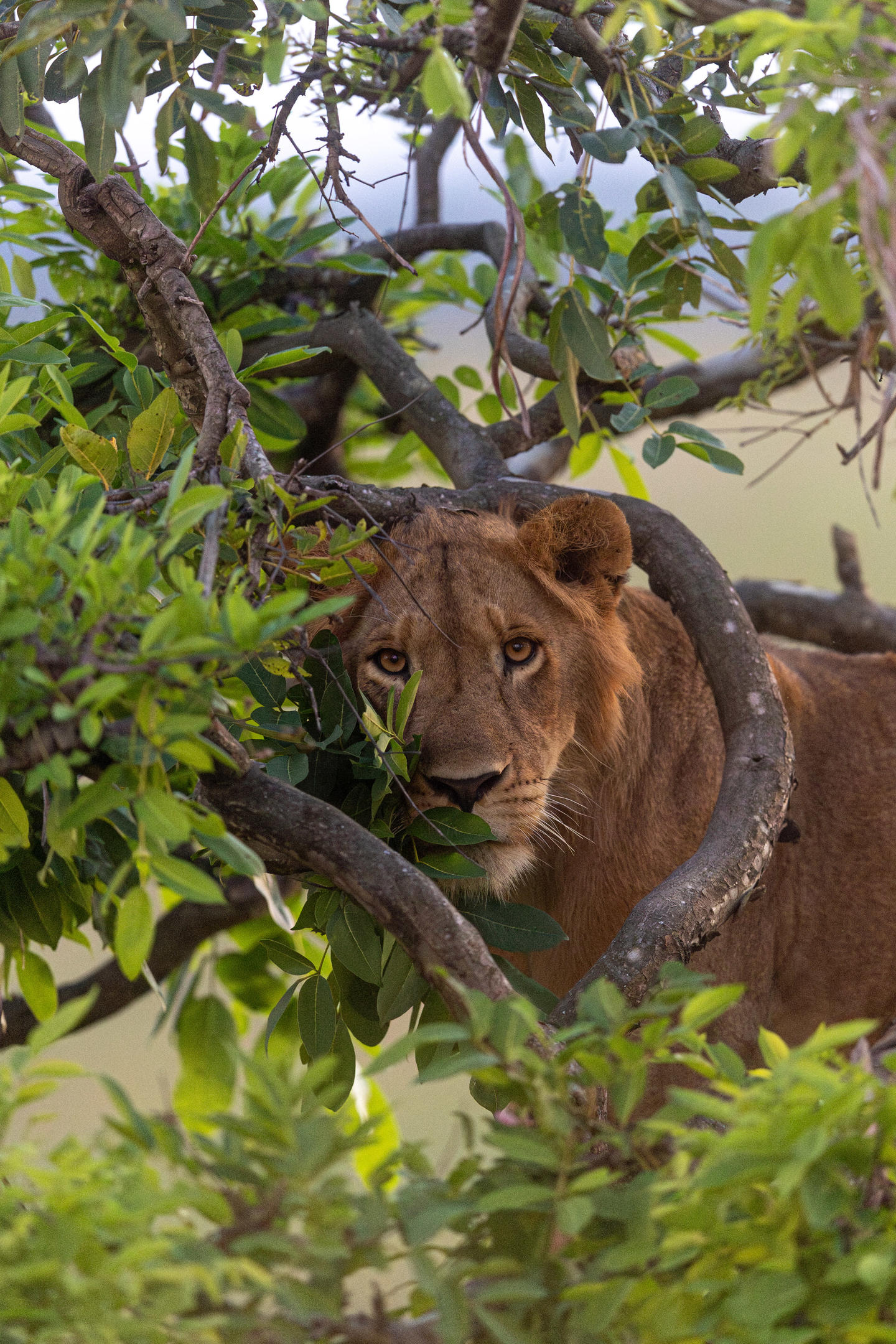 Queen Elizabeth National Park — tree-climbing lions Uganda