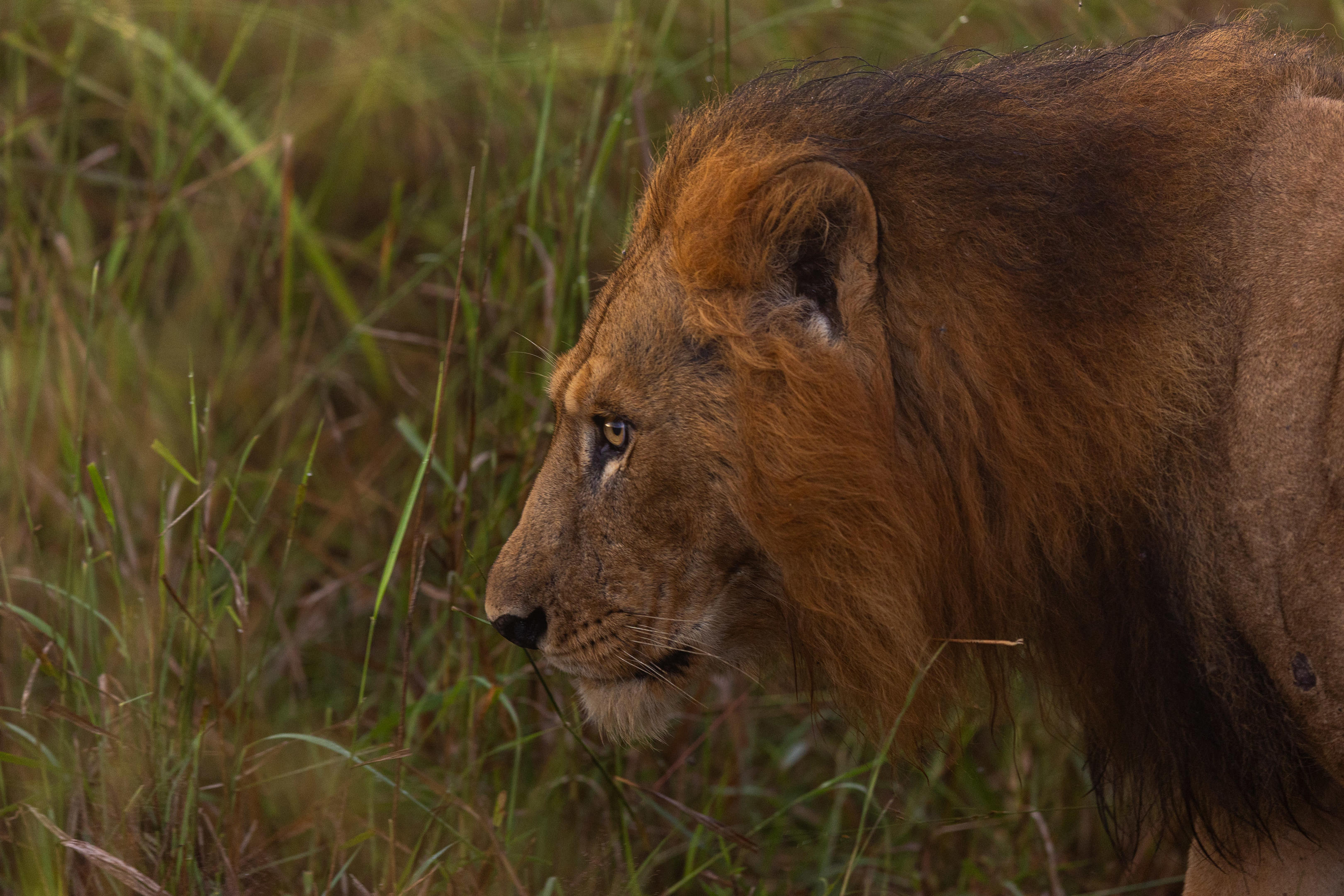 Kidepo Valley National Park — remote Uganda wildlife