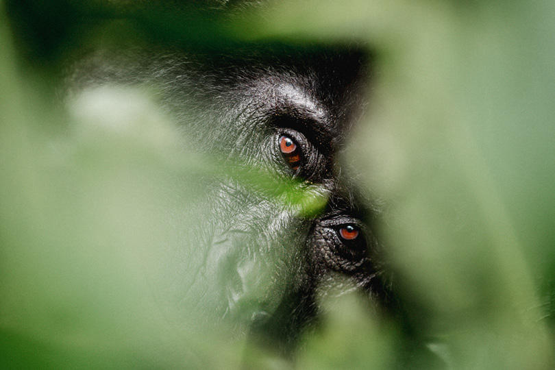 Uganda and Rwanda gorilla trekking combination safari