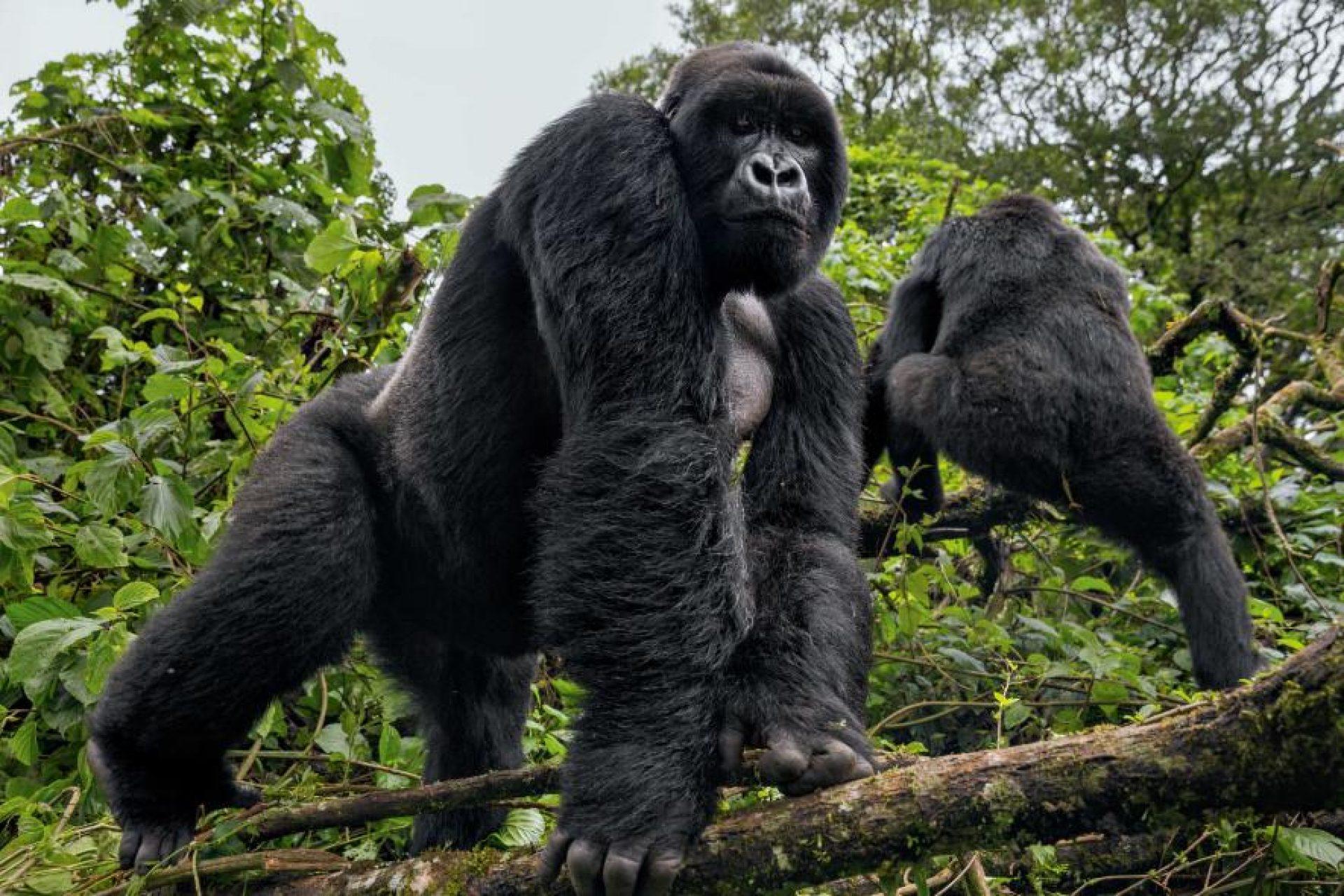 Mountain gorilla close encounter — Bwindi trekking Uganda