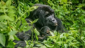 Uganda gorilla trekking safari — Bwindi Impenetrable Forest